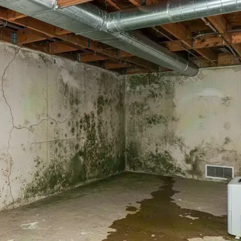 Professional Mold Removal in Jasper County, IA